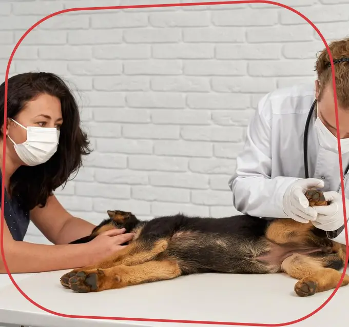 Endocardiovet 24 Horas, Clinica Veterinária em Bauru - 24 HORAS, Consultas Veterinárias de Clínica Geral em Bauru, Exames Laboratoriais para Pets em Bauru, Exames Cardiológicos para Pets em Bauru, Internação Veterinária 24 Horas em Bauru, Endocrinologia e Cardiologia Veterinária em Bauru