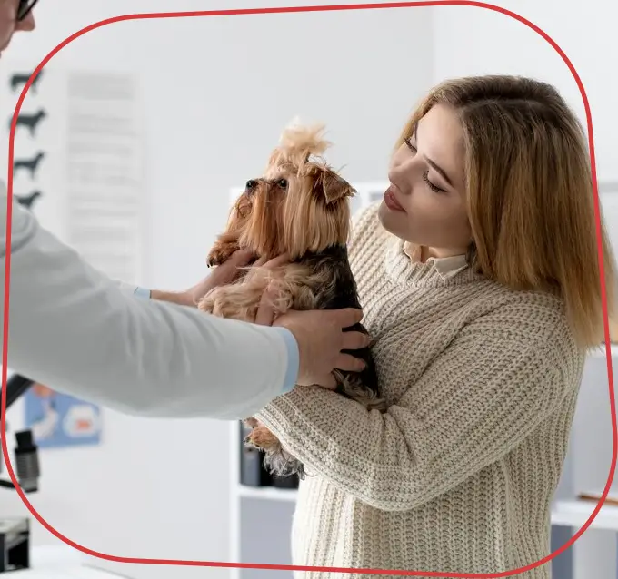 Prevenção e Tratamento de Doenças em Animais de Estimação