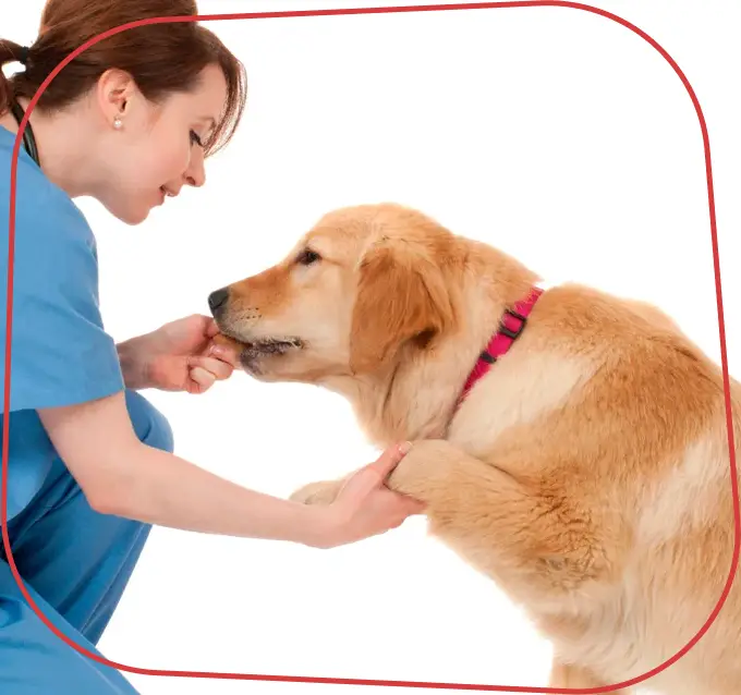 Endocardiovet 24 Horas, Clinica Veterinária em Bauru - 24 HORAS, Consultas Veterinárias de Clínica Geral em Bauru, Exames Laboratoriais para Pets em Bauru, Exames Cardiológicos para Pets em Bauru, Internação Veterinária 24 Horas em Bauru, Endocrinologia e Cardiologia Veterinária em Bauru Exames Cardiológicos para Pets em Bauru