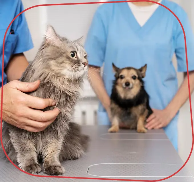 Endocardiovet 24 Horas, Clinica Veterinária em Bauru - 24 HORAS, Consultas Veterinárias de Clínica Geral em Bauru, Exames Laboratoriais para Pets em Bauru, Exames Cardiológicos para Pets em Bauru, Internação Veterinária 24 Horas em Bauru, Endocrinologia e Cardiologia Veterinária em Bauru