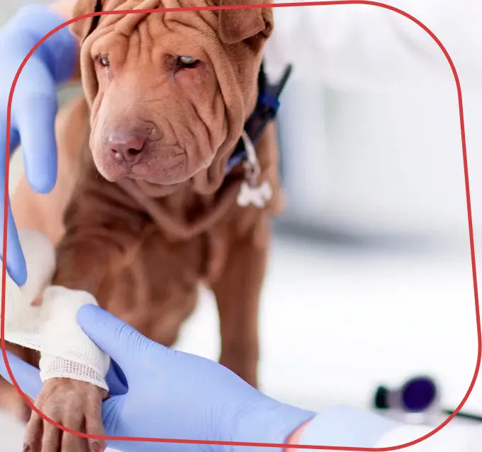 Endocardiovet 24 Horas, Clinica Veterinária em Bauru - 24 HORAS, Consultas Veterinárias de Clínica Geral em Bauru, Exames Laboratoriais para Pets em Bauru, Exames Cardiológicos para Pets em Bauru, Internação Veterinária 24 Horas em Bauru, Endocrinologia e Cardiologia Veterinária em Bauru