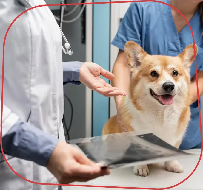Endocardiovet 24 Horas, Clinica Veterinária em Bauru - 24 HORAS, Consultas Veterinárias de Clínica Geral em Bauru, Exames Laboratoriais para Pets em Bauru, Exames Cardiológicos para Pets em Bauru, Internação Veterinária 24 Horas em Bauru, Endocrinologia e Cardiologia Veterinária em Bauru