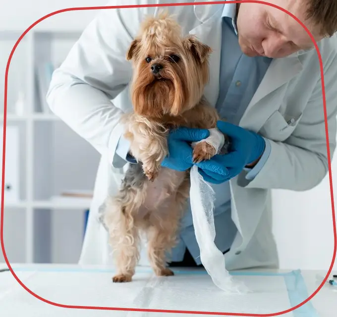 Endocardiovet 24 Horas, Clinica Veterinária em Bauru - 24 HORAS, Consultas Veterinárias de Clínica Geral em Bauru, Exames Laboratoriais para Pets em Bauru, Exames Cardiológicos para Pets em Bauru, Internação Veterinária 24 Horas em Bauru, Endocrinologia e Cardiologia Veterinária em BauruInternação Veterinária 24 Horas em Bauru