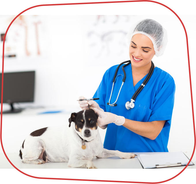 Benefícios de uma Alimentação Saudável para Pets