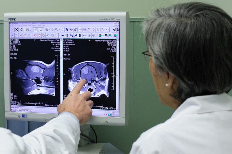 Neurologia Veterinária em Bauru